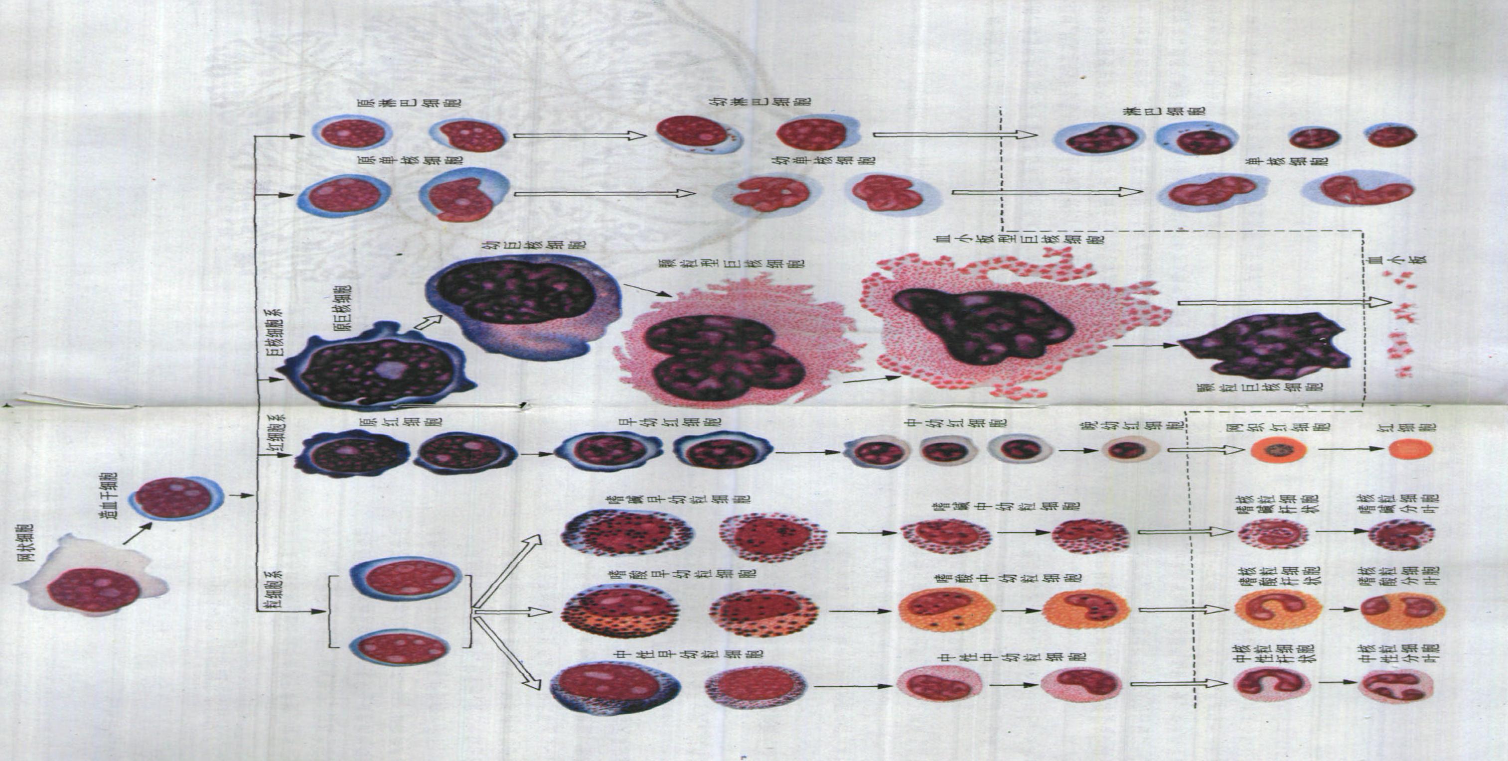 图3～33 血细胞发生程序